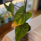 Philodendron Mamei XL Climbing Form