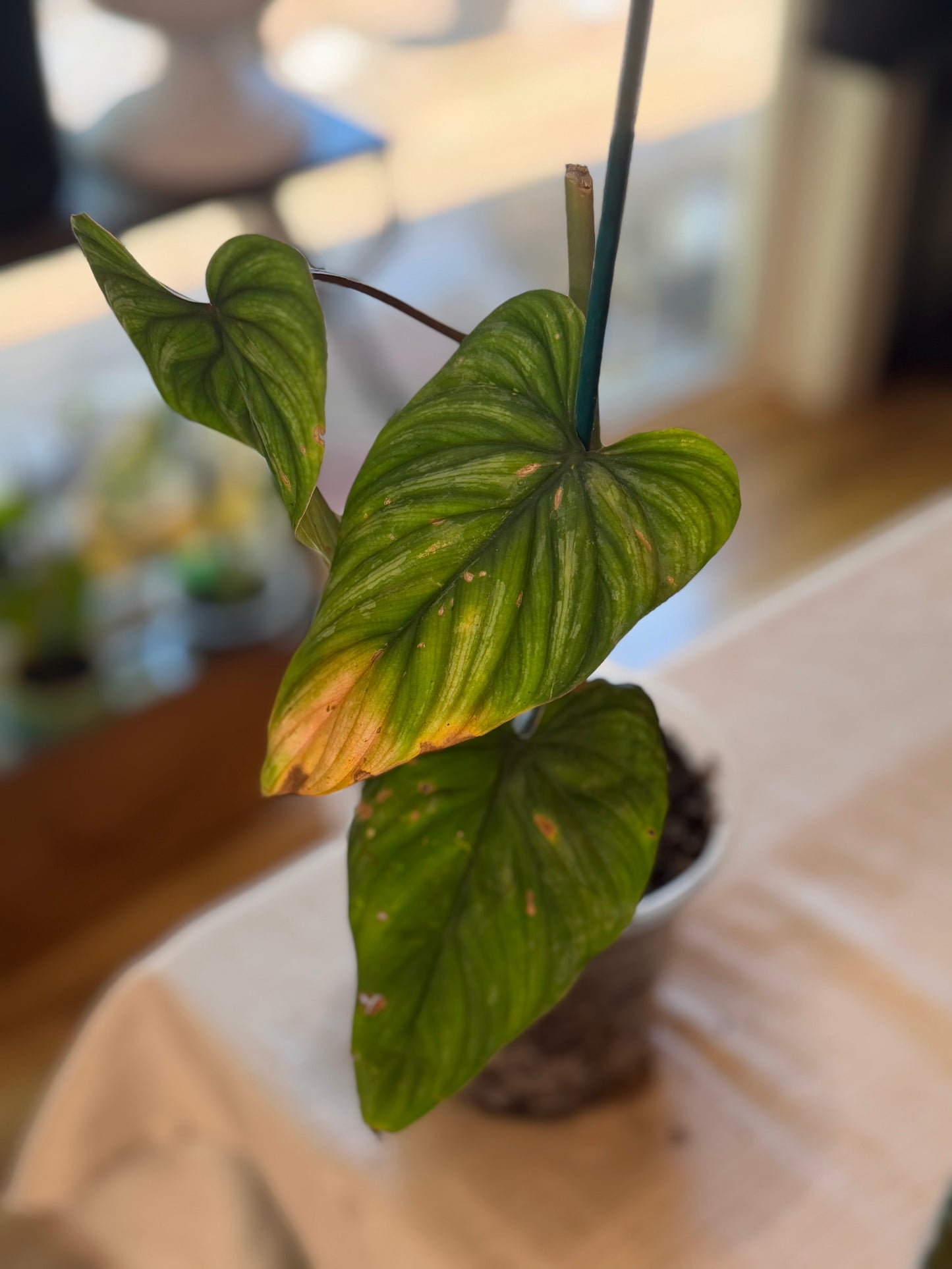 Philodendron Mamei XL Climbing Form