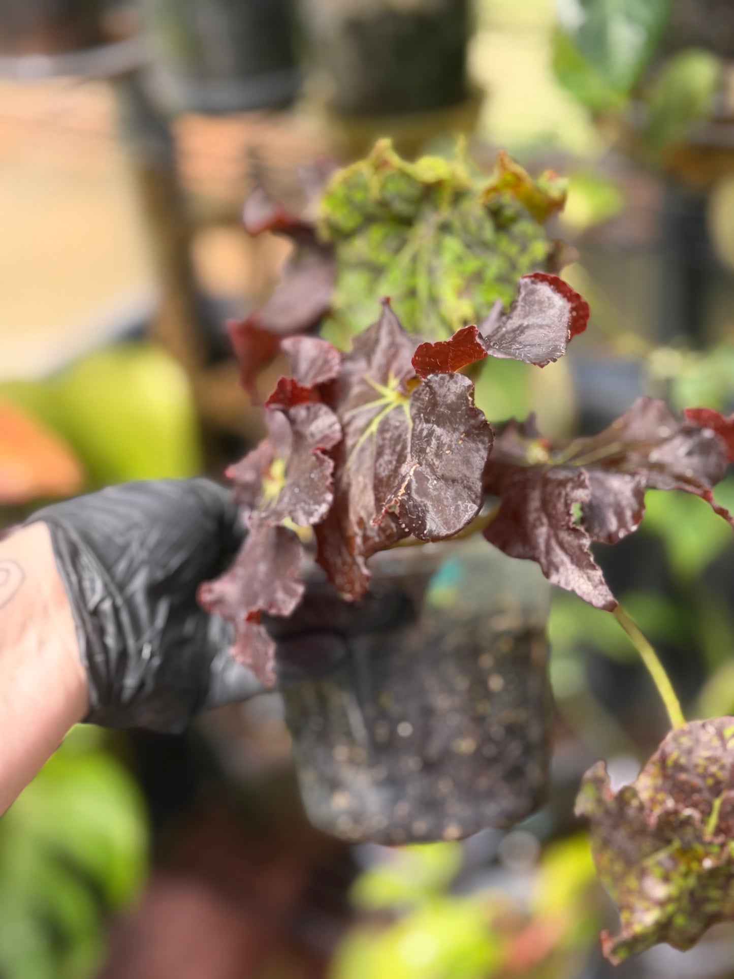 Begonia YTO Yellow Thelma O'Reilly