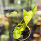 Epipremnum Aureum 'Variegated Neon' Pothos