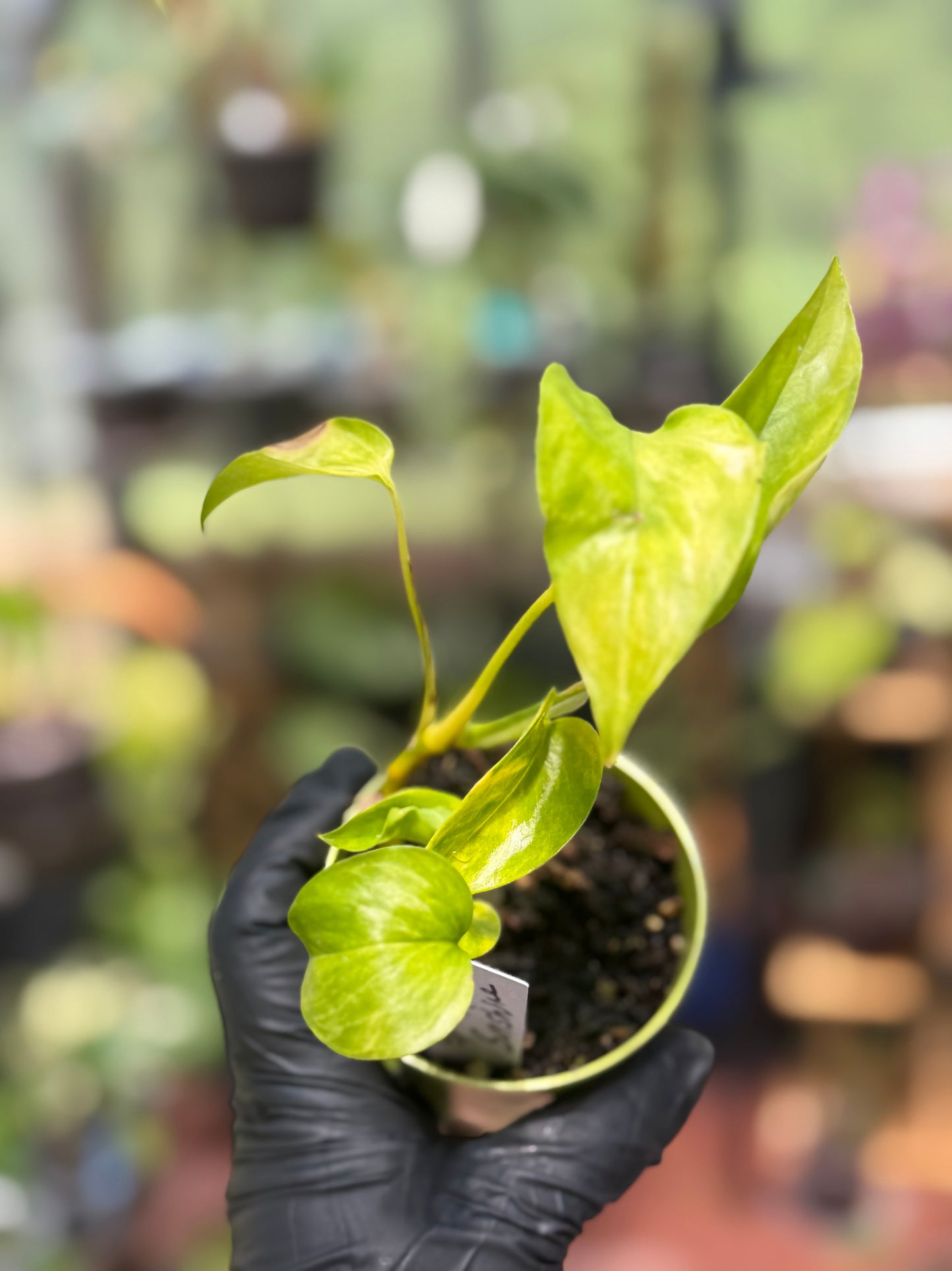 Epipremnum Aureum 'Variegated Neon' Pothos