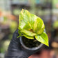 Epipremnum Aureum 'Sunshine Goddess’
