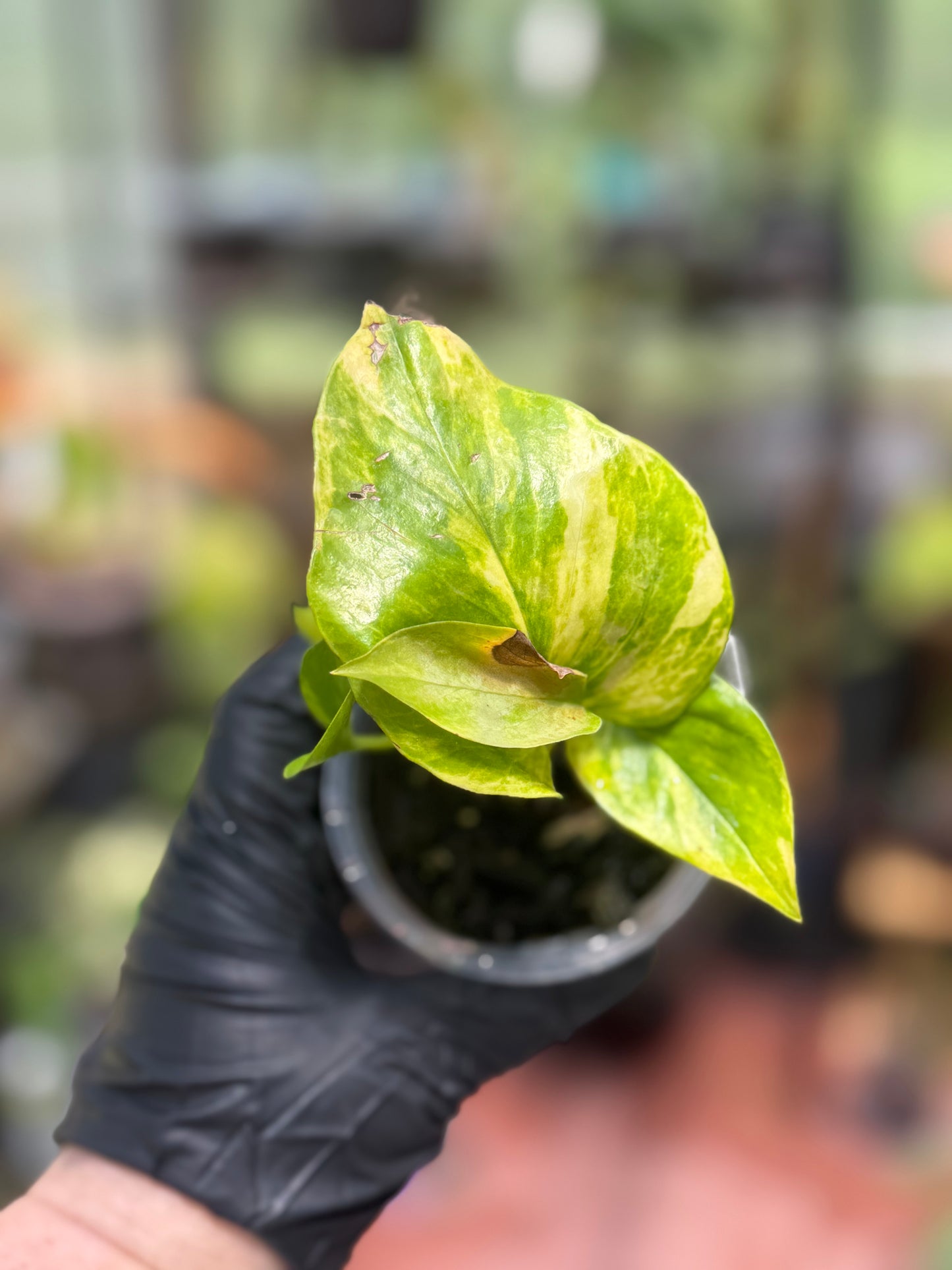 Epipremnum Aureum 'Sunshine Goddess’