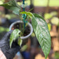 Epipremnum Pinnatum Albo Variegated
