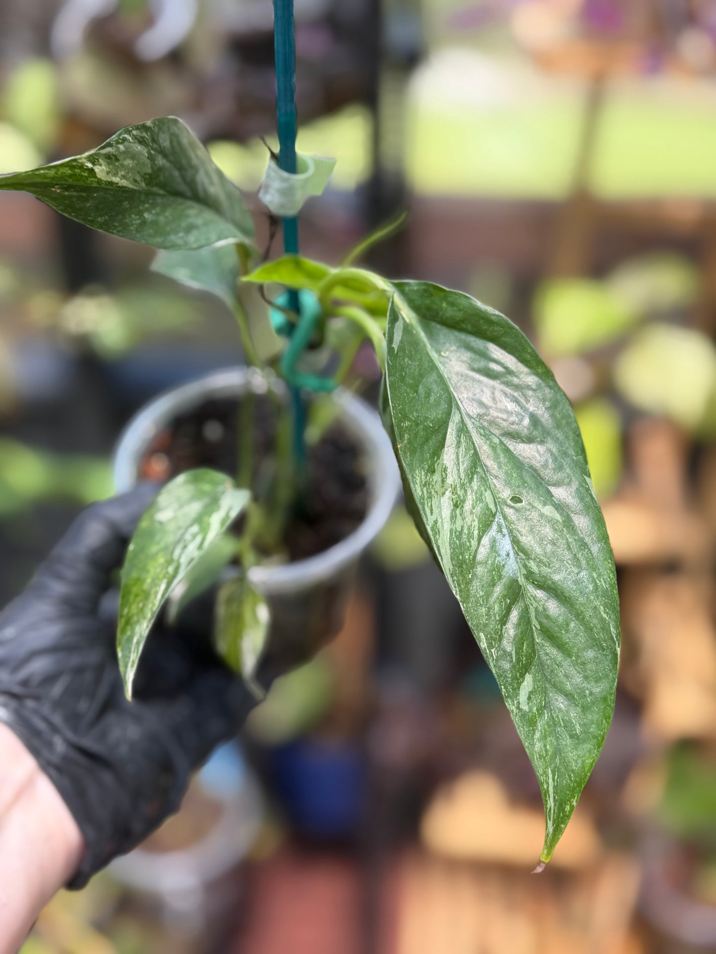 Epipremnum Pinnatum Albo Variegated