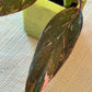 Philodendron Pink Princess Galaxy Starter