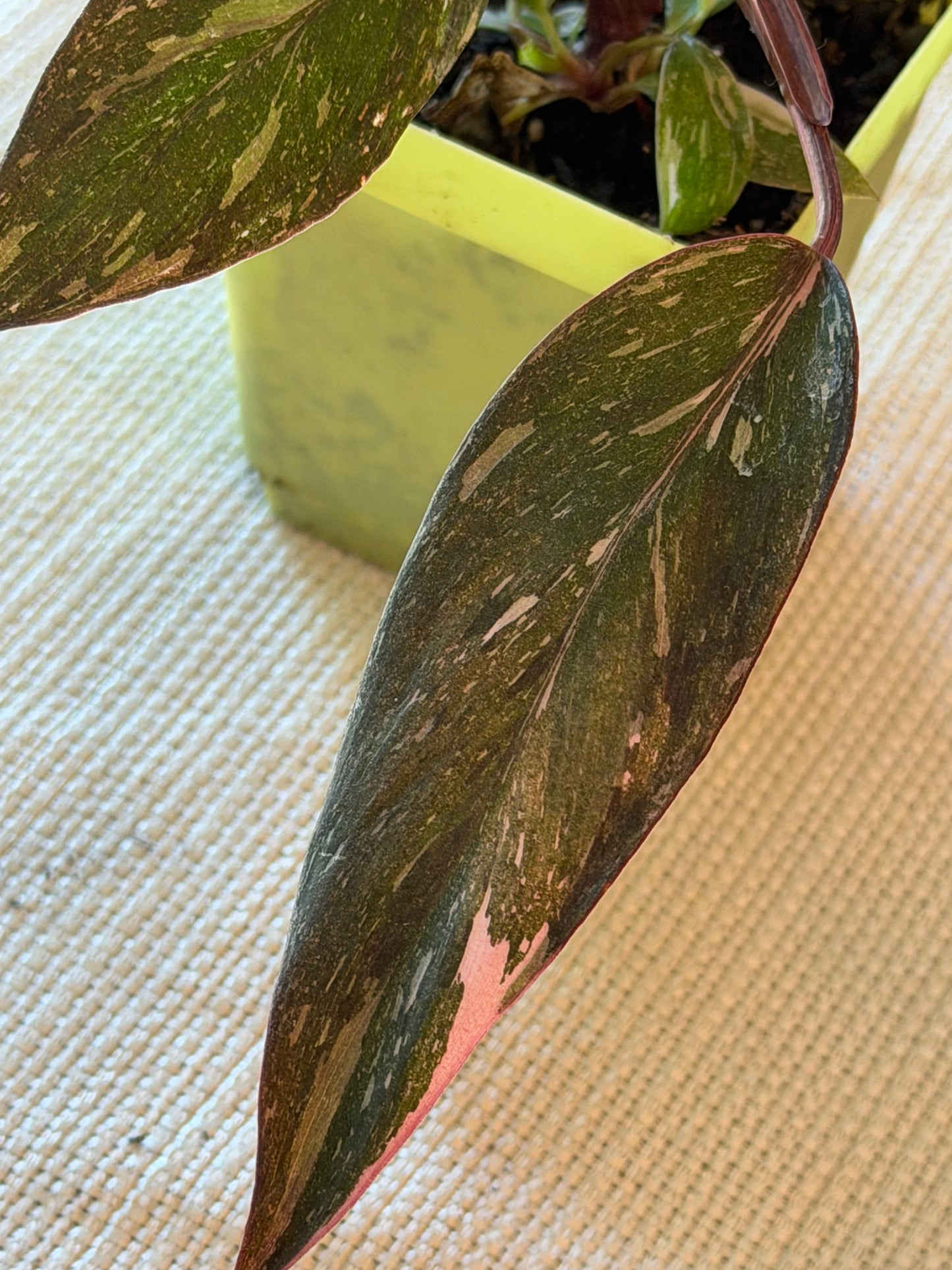 Philodendron Pink Princess Galaxy Starter