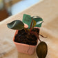 Philodendron Pink Princess