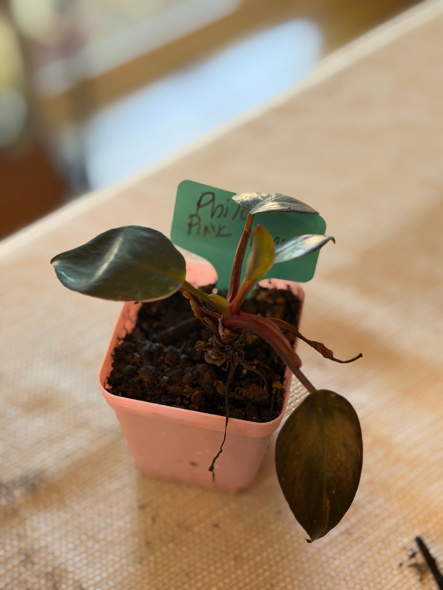 Philodendron Pink Princess