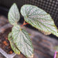 Begonia Benigo Pink Angel Wing Pink Polka Dot