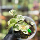 Epipremnum Aureum N’Joy Pothos