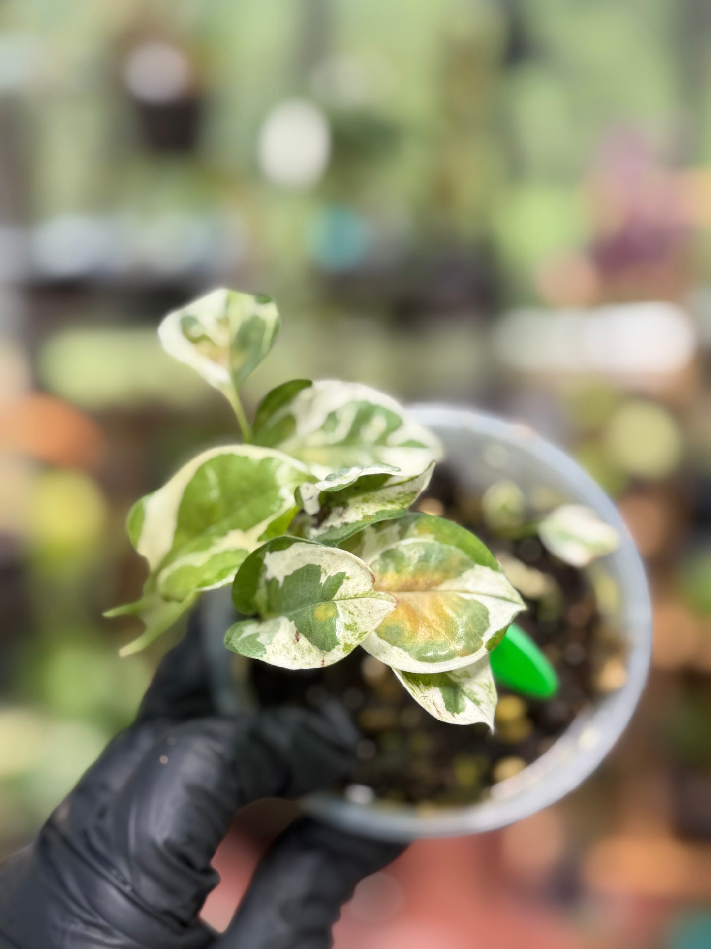 Epipremnum Aureum N’Joy Pothos