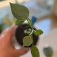 Philodendron Silver Sword