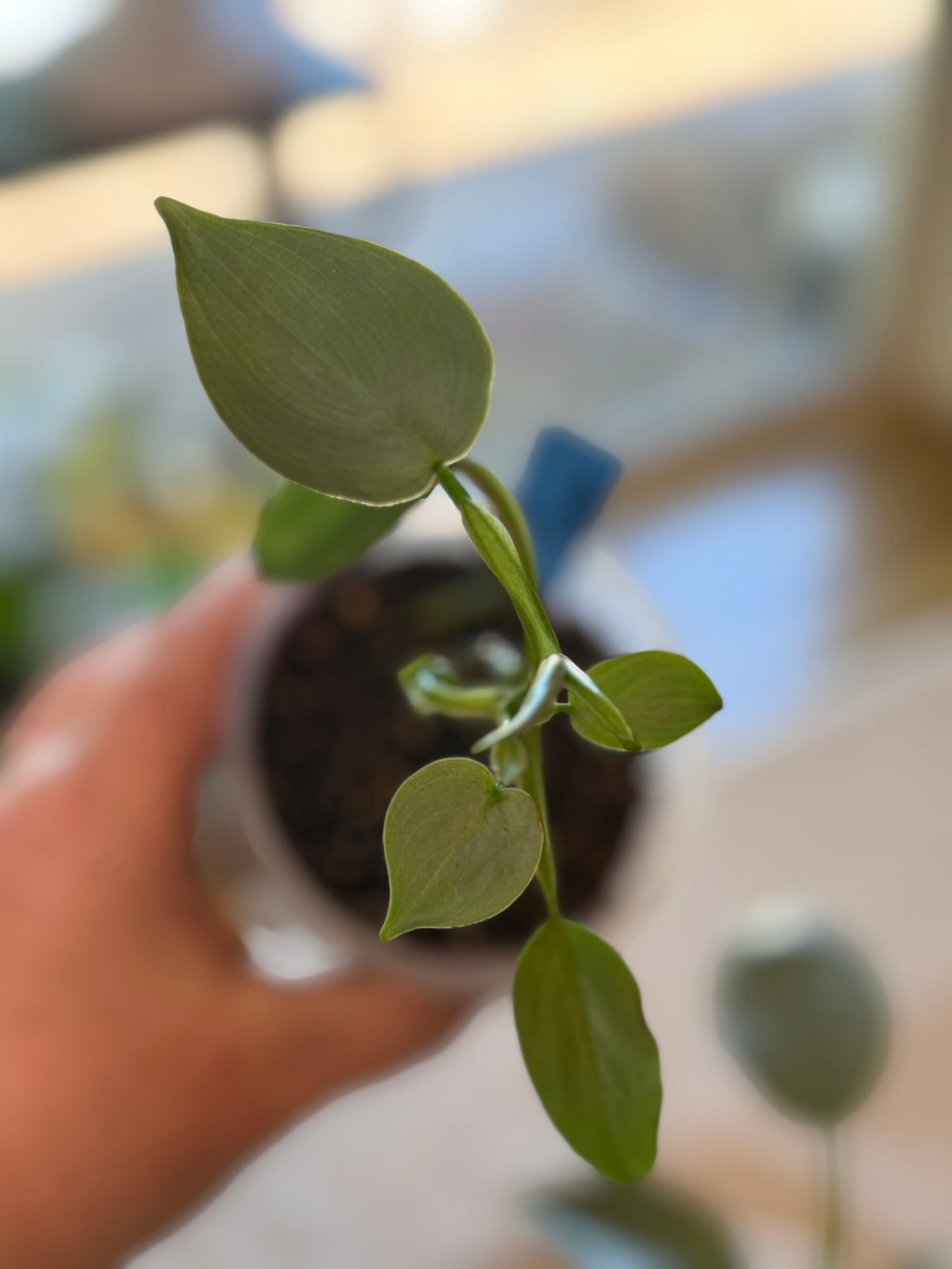 Philodendron Silver Sword