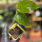 Low Variegation/Revert Epipremnum Pinnatum Albo Pothos (REHAB)