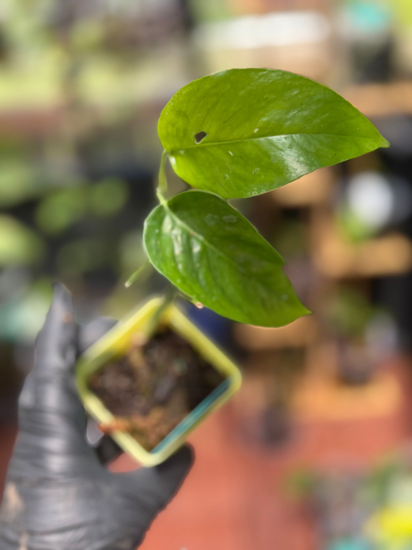 Low Variegation/Revert Epipremnum Pinnatum Albo Pothos (REHAB)