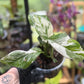 Epipremnum Pinnatum Albo Variegated