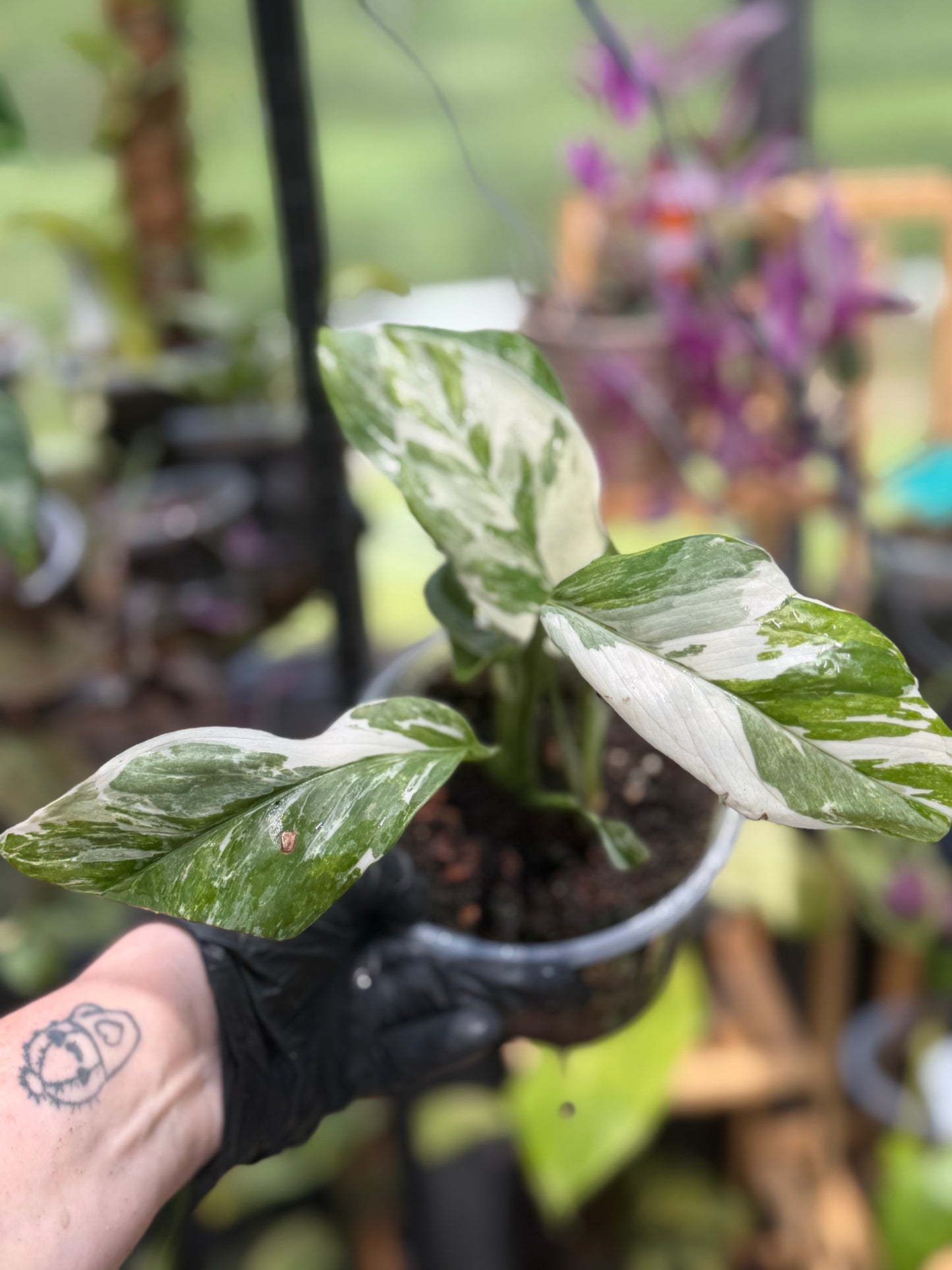 Epipremnum Pinnatum Albo Variegated