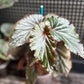 Begonia Black Magic
