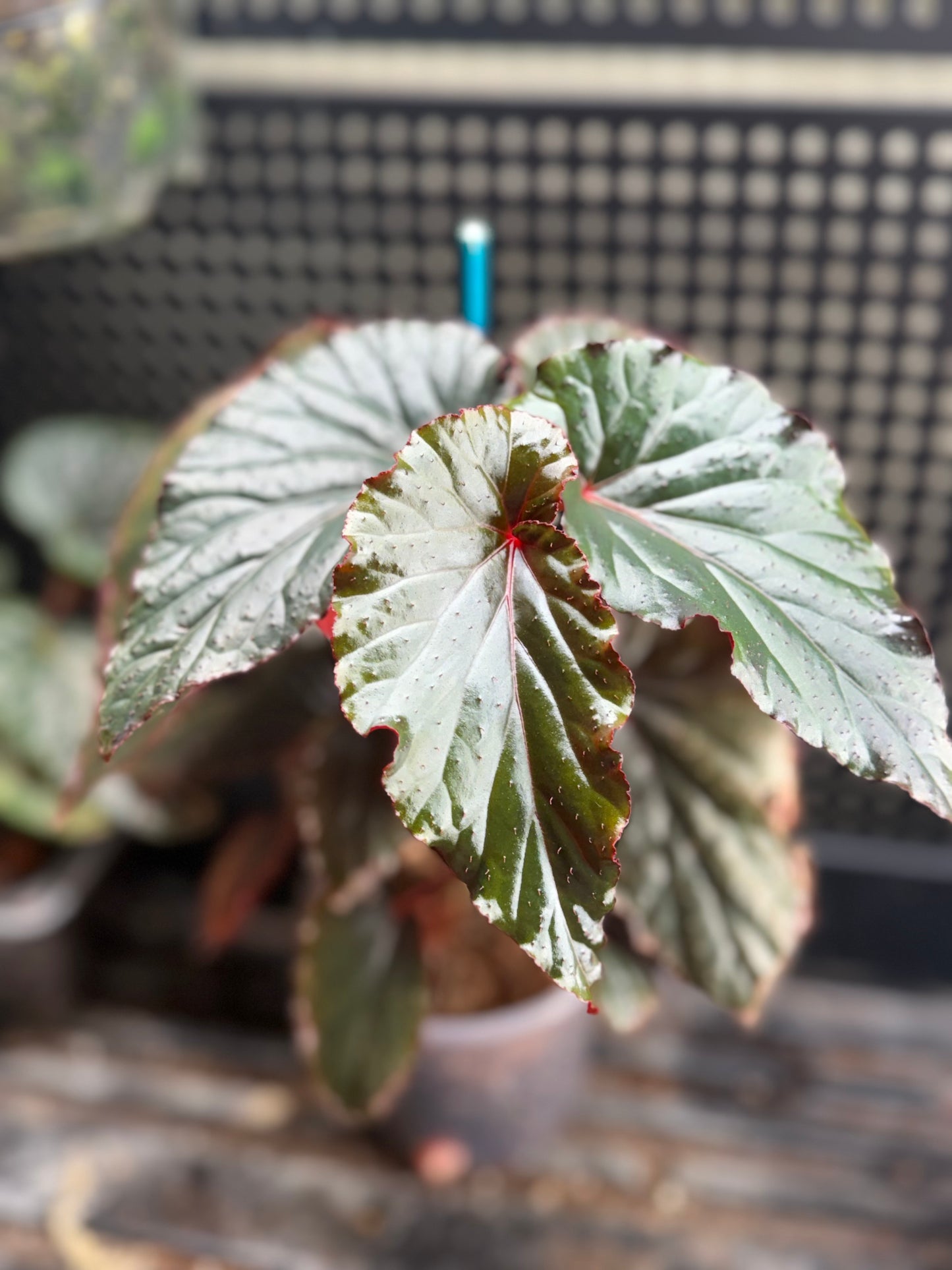 Begonia Black Magic