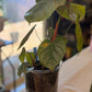 Philodendron Mamei Silver Cloud
