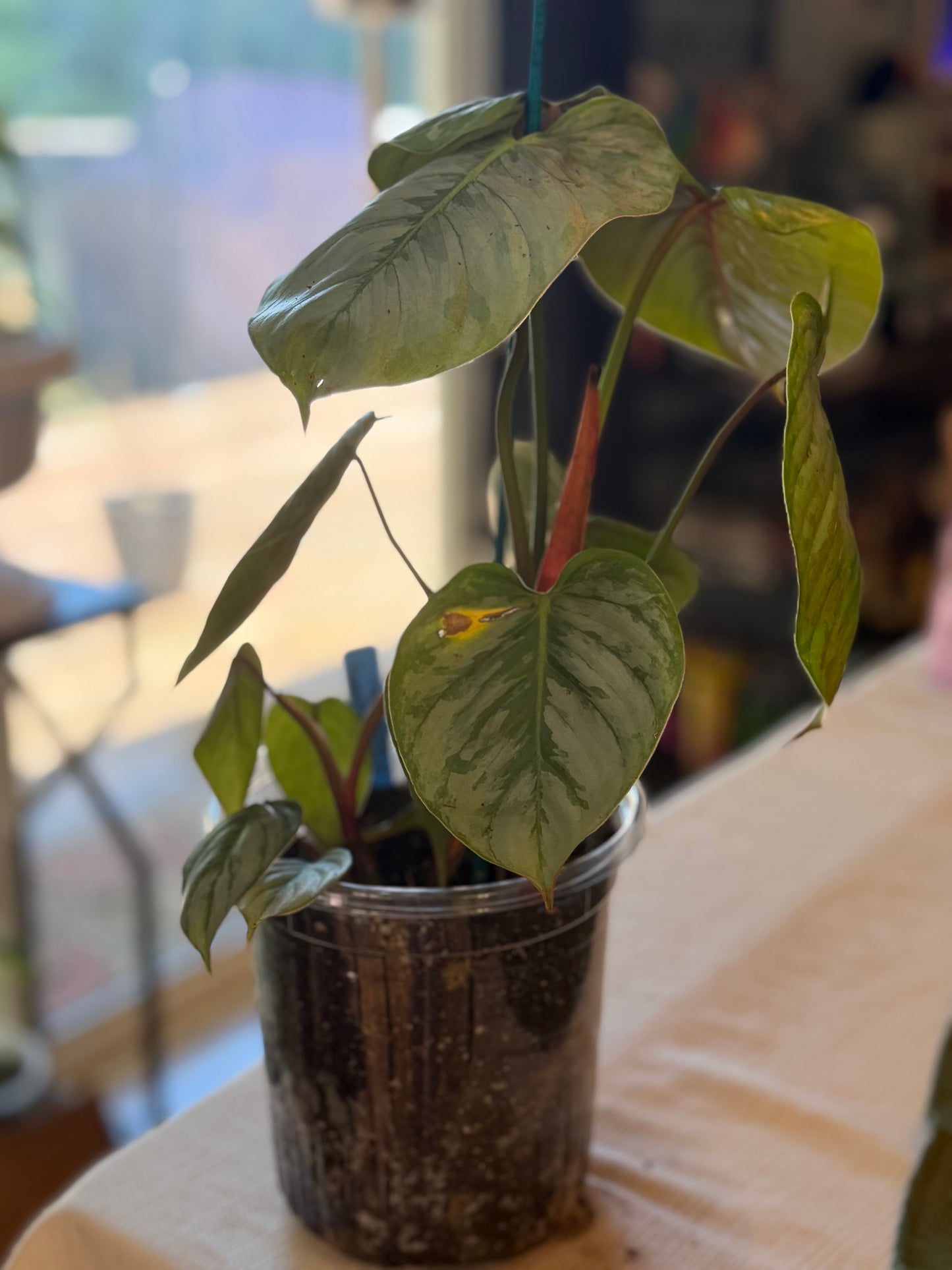 Philodendron Mamei Silver Cloud
