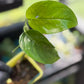 Low Variegation/Revert Epipremnum Pinnatum Albo Pothos (REHAB)