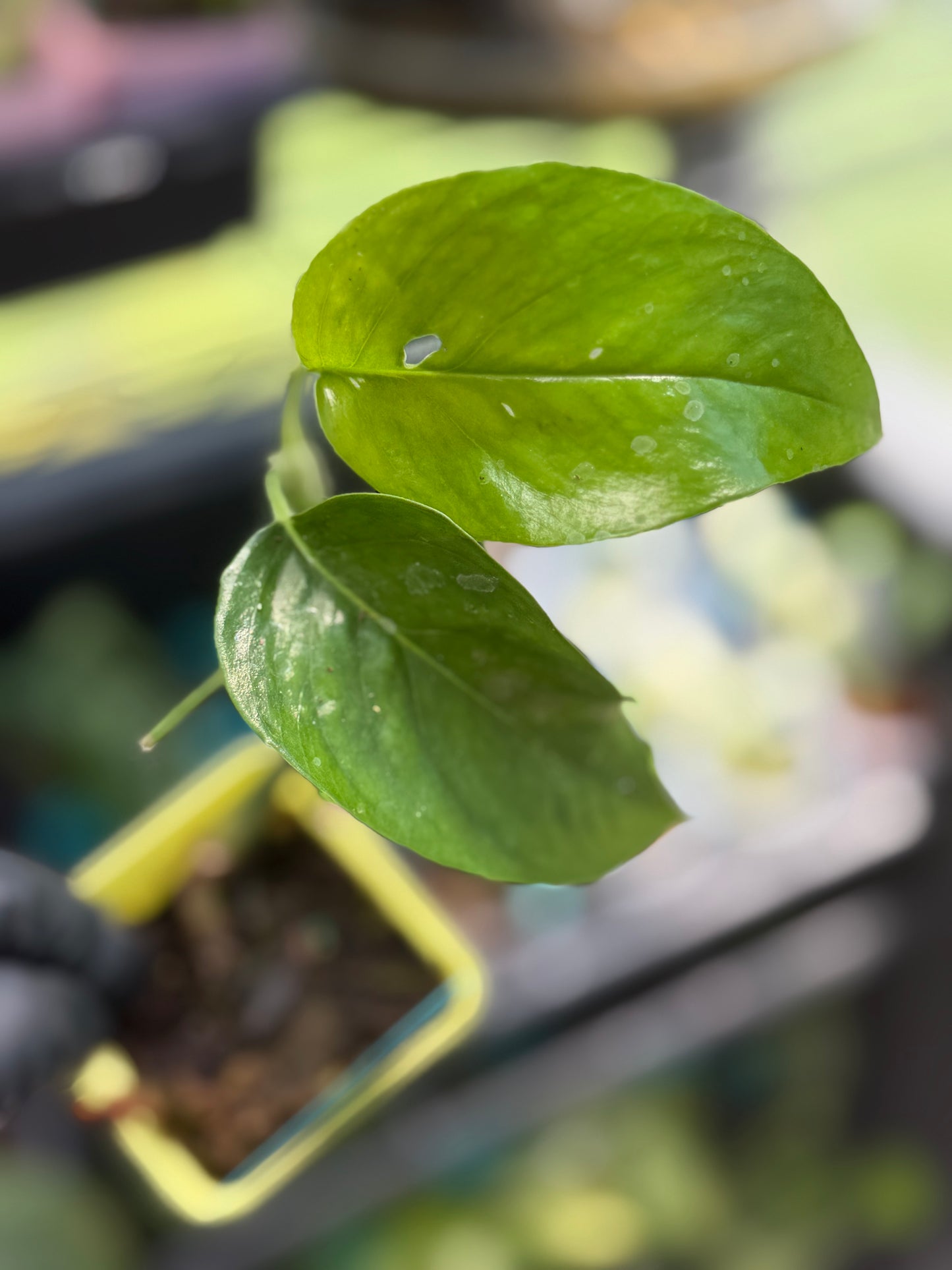 Low Variegation/Revert Epipremnum Pinnatum Albo Pothos (REHAB)