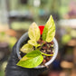 Epipremnum Pinnatum Yellow Sunrise Pothos