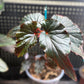 Begonia Black Magic