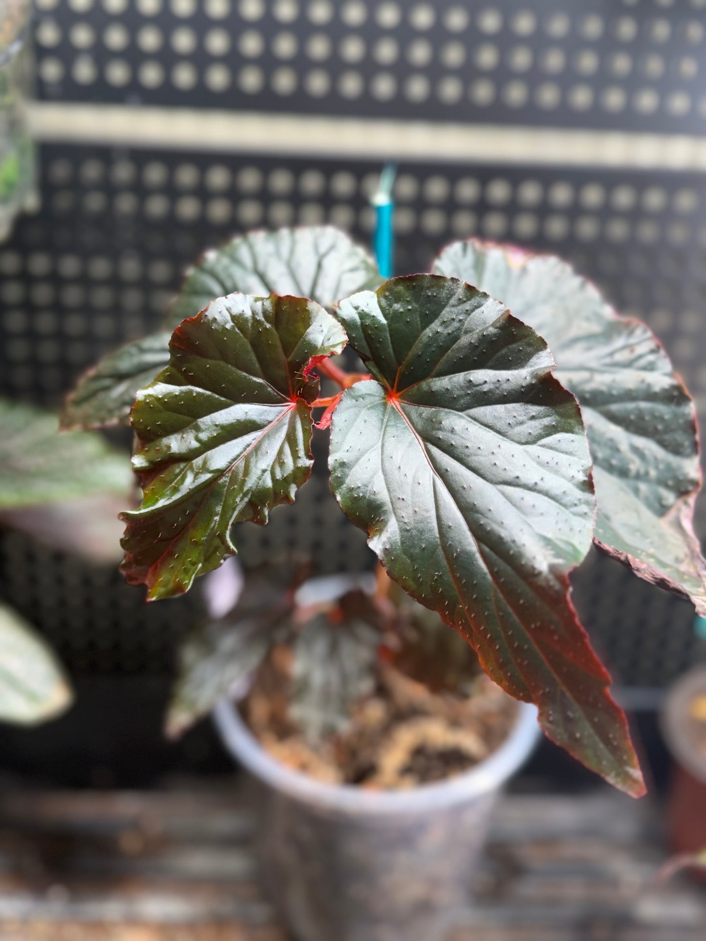 Begonia Black Magic