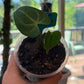 Anthurium Clarinervium