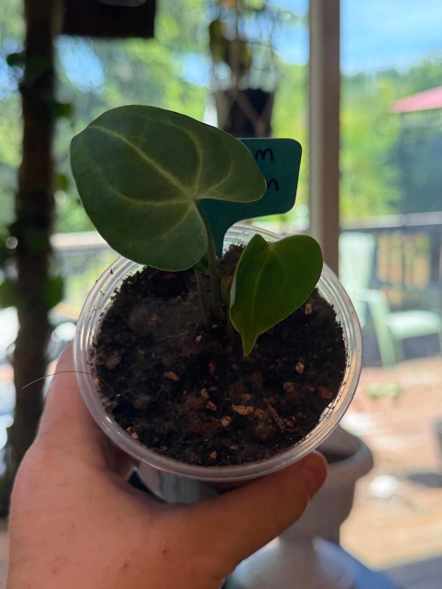 Anthurium Clarinervium
