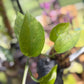 Epipremnum Aureum Jade Pothos -SPORT VARIGATED MUTANT