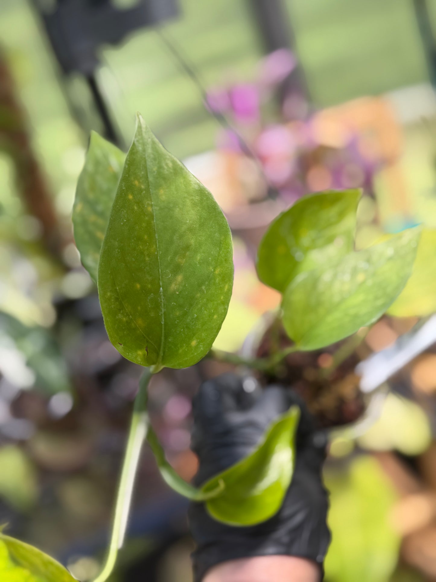 Epipremnum Aureum Jade Pothos -SPORT VARIGATED MUTANT