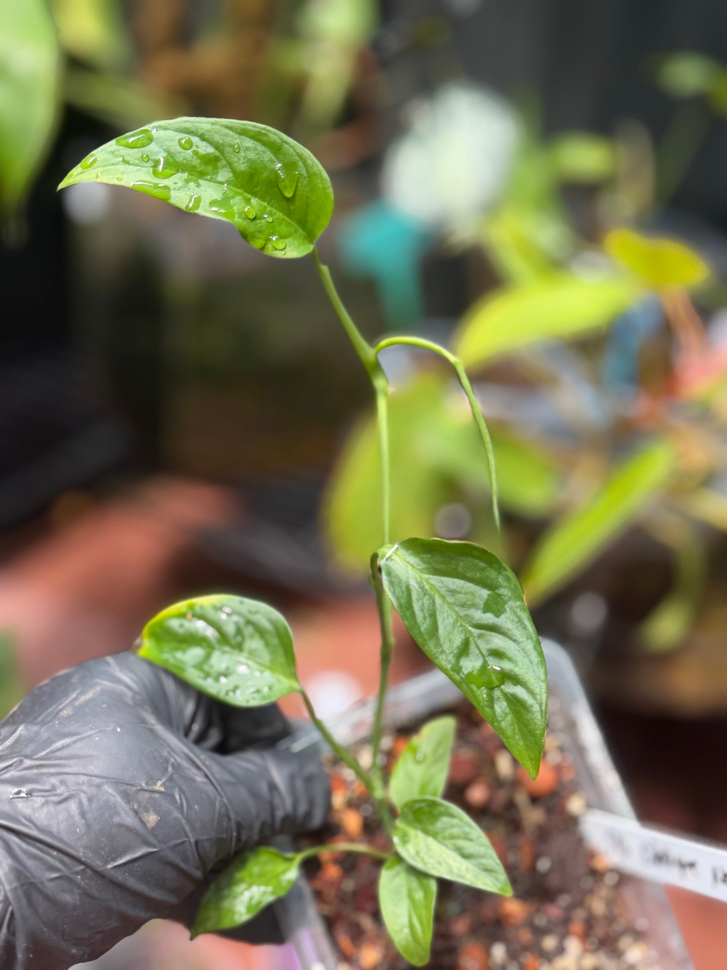 Monstera Obliqua Napo
