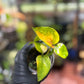 Epipremnum Aureum 'Variegated Neon' Pothos