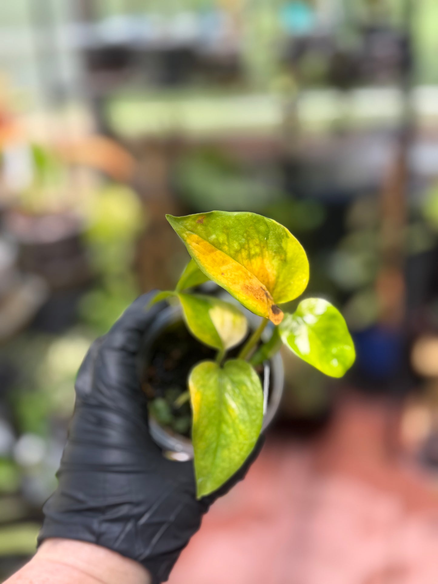 Epipremnum Aureum 'Variegated Neon' Pothos