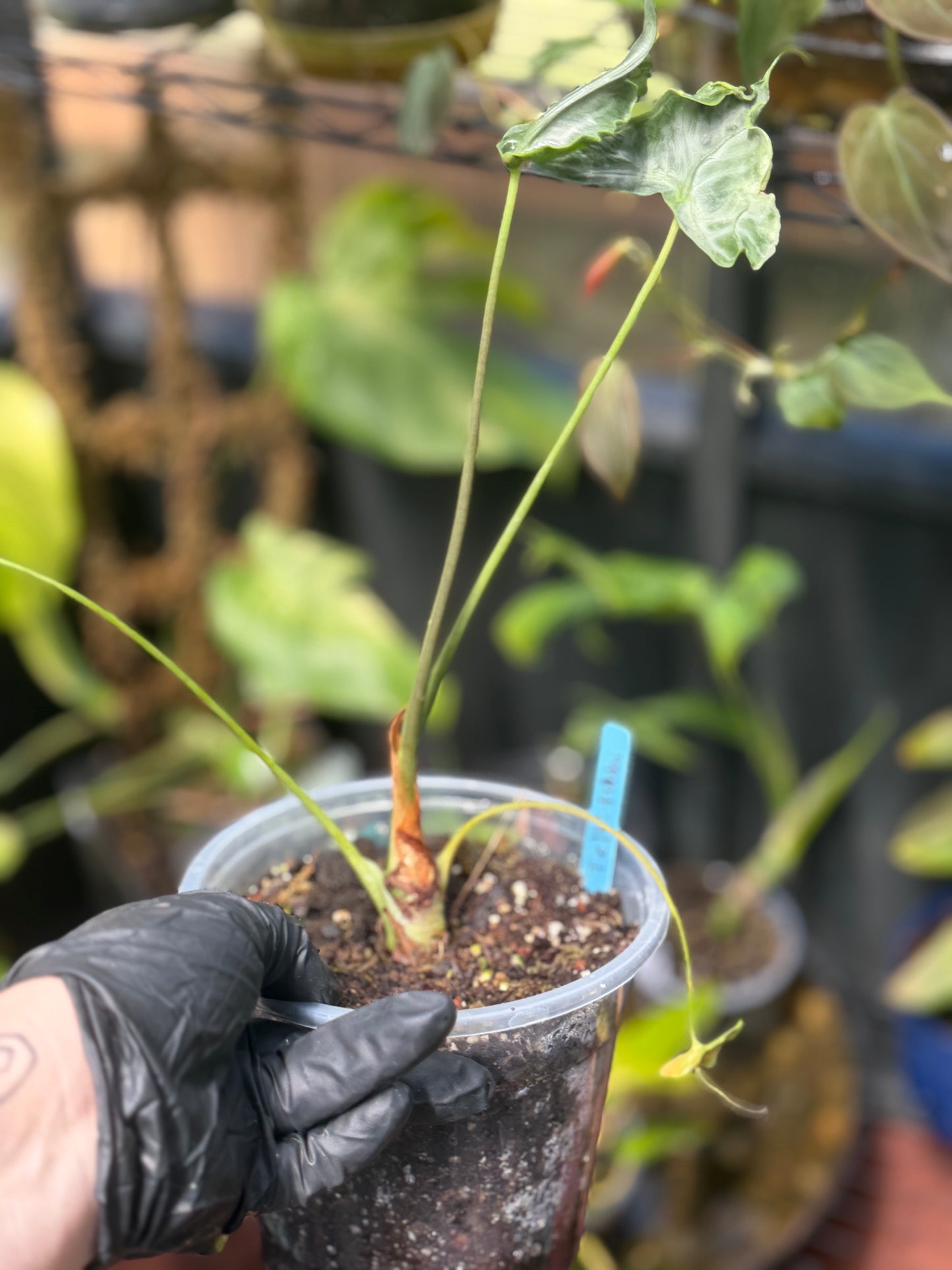 Alocasia Teletubbies
