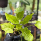 Philodendron Golden Xandu