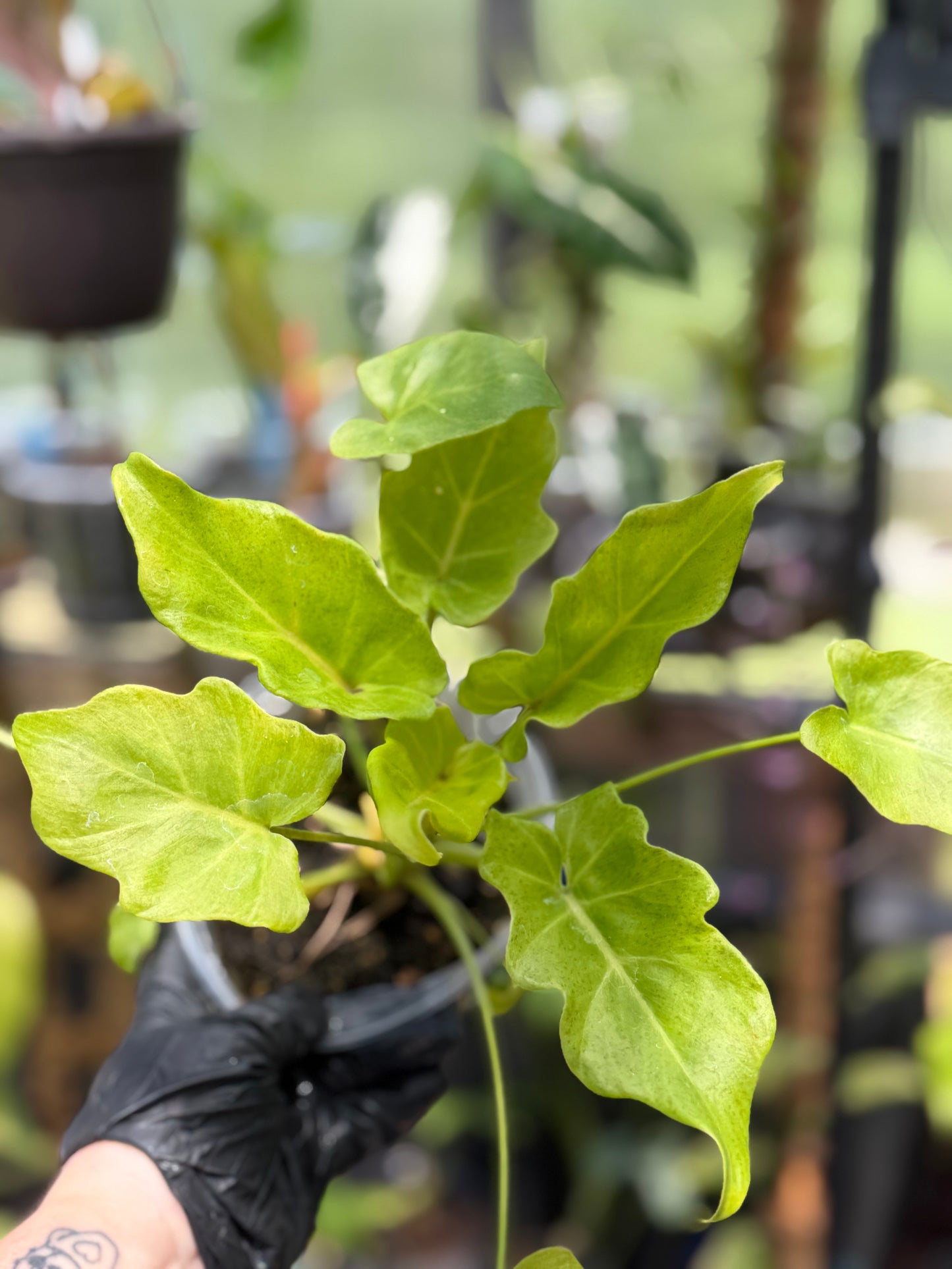 Philodendron Golden Xandu