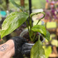 Epipremnum Pinnatum Albo Variegated