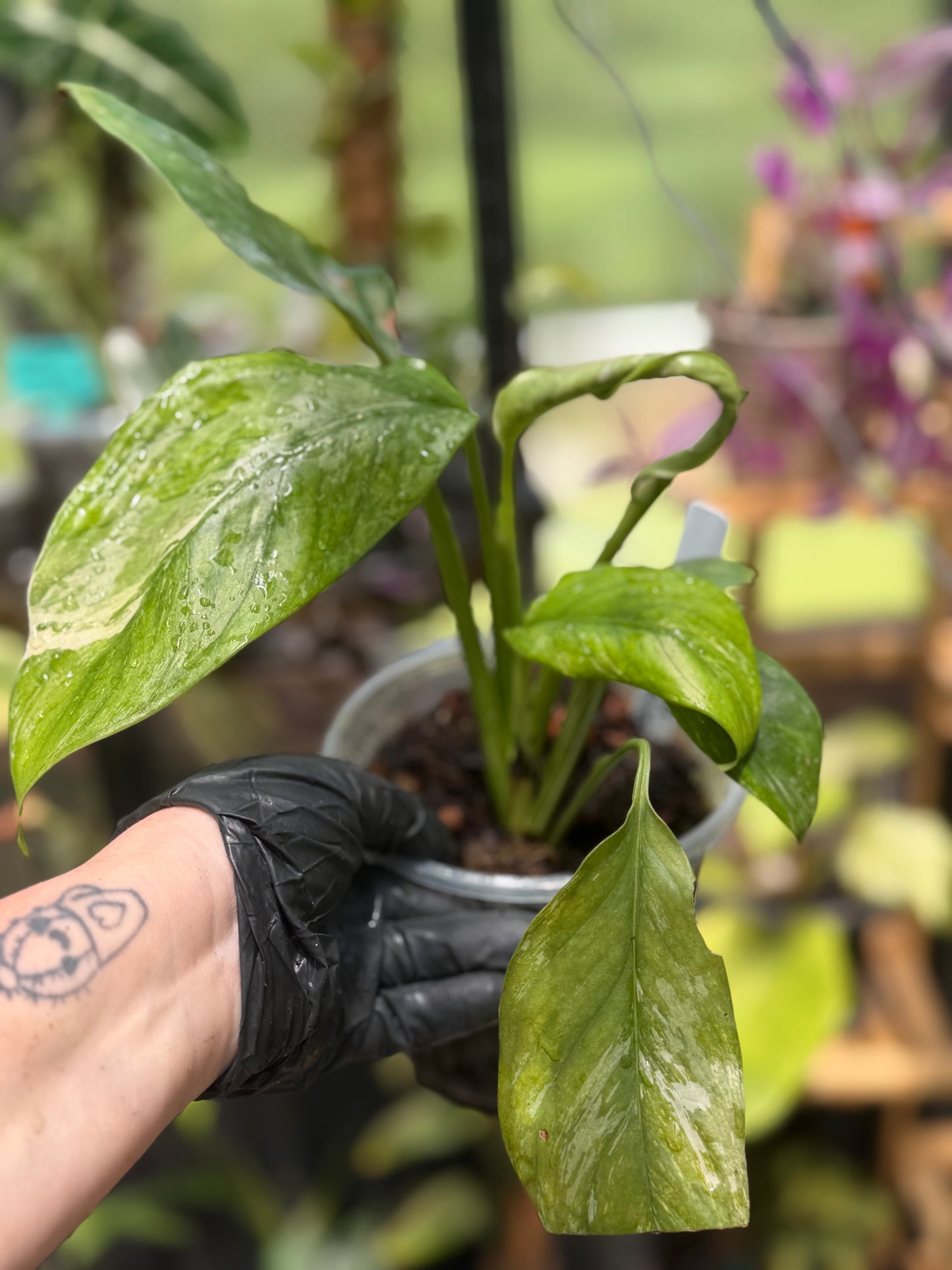 Epipremnum Pinnatum Albo Variegated
