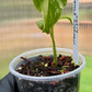 Monstera Electrolyte