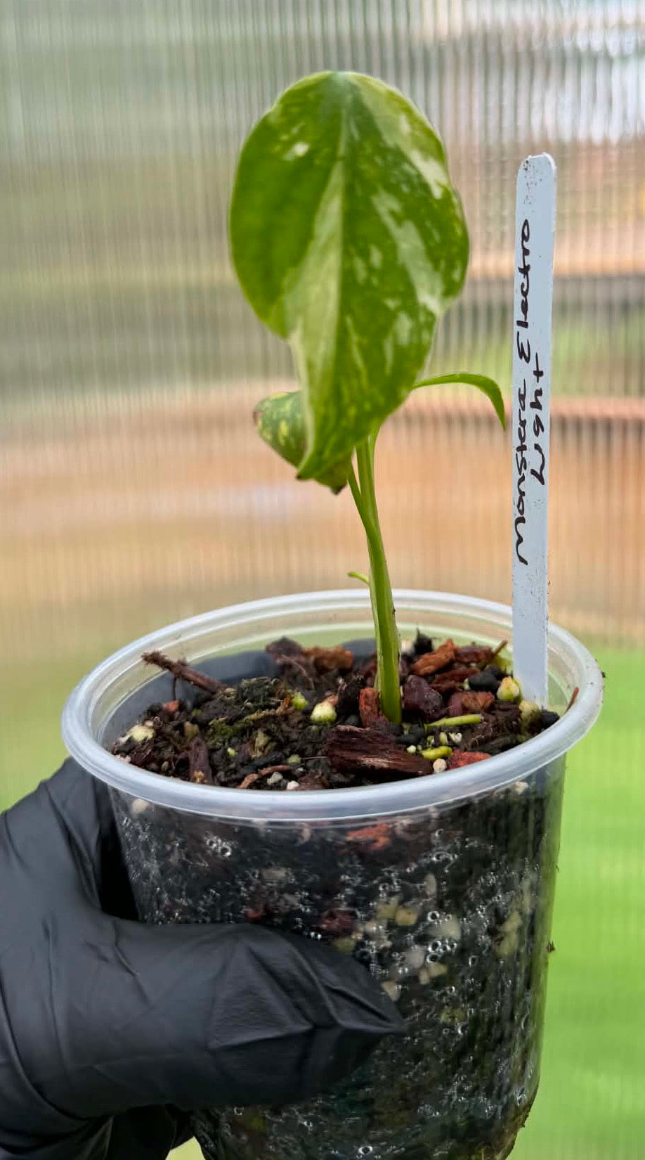 Monstera Electrolyte