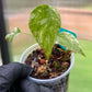 Monstera Deliciosa Legacy Variegated