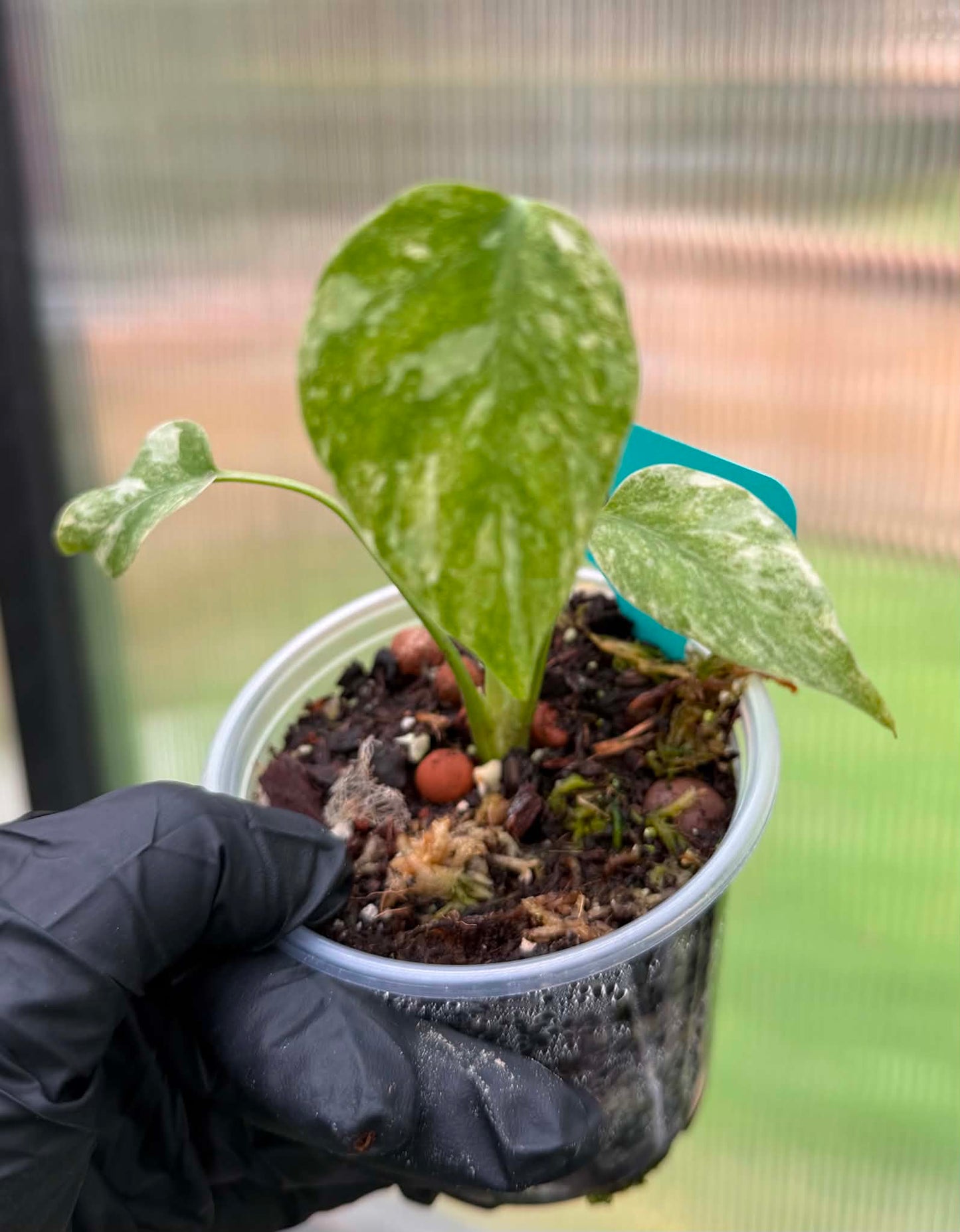 Monstera Deliciosa Legacy Variegated