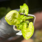 Syngonium Podophyllum 'Gold Allusion’