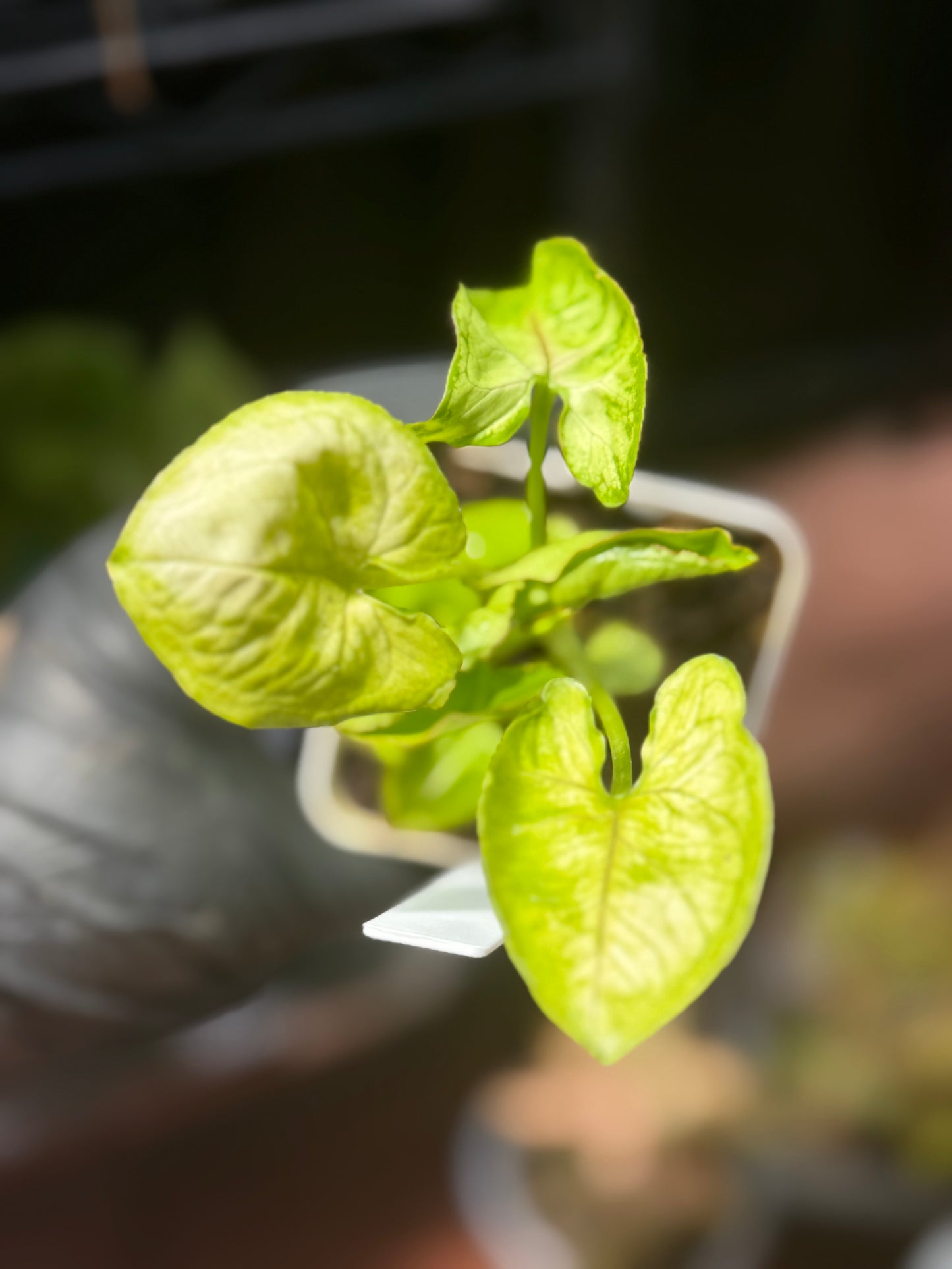 Syngonium Podophyllum 'Gold Allusion’