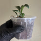 Drimiopsis Kirkii Plant Leopard Lily